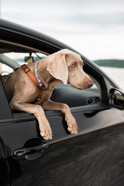 Cute dog looking out the window