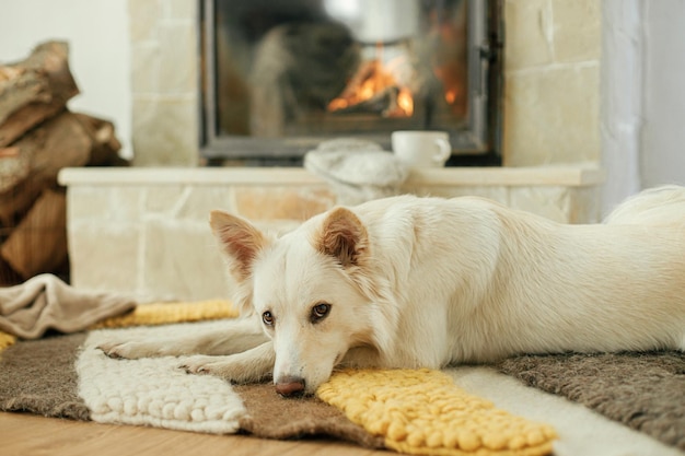 Cute dog lying on cozy rug at fireplace Portrait of adorable white danish spitz dog relaxing