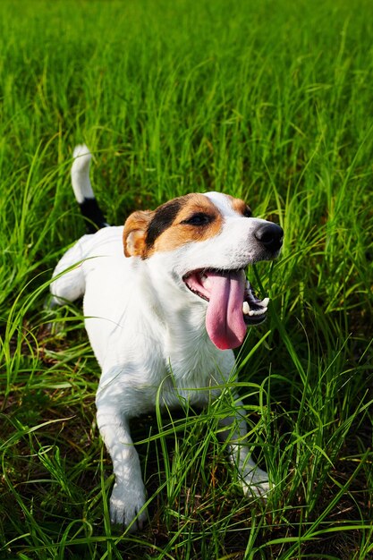 Cute dog lying on grass