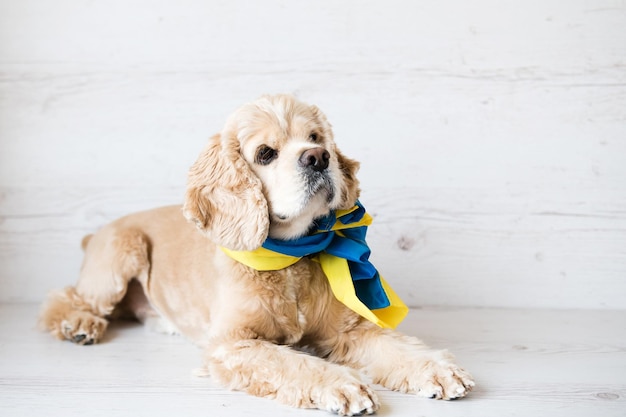 Cute dog lying on a white background with a Ukrainian flag tied around his neck