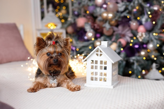 Cute dog near christmas toy on christmas tree