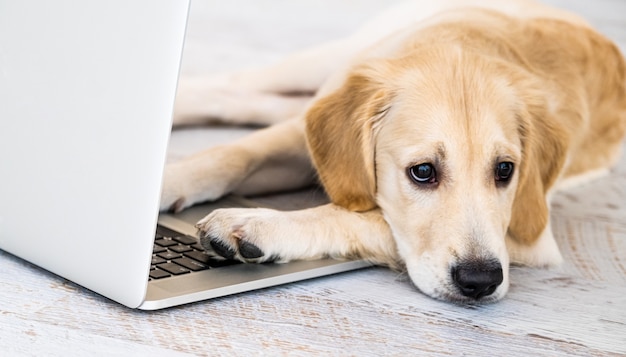 Photo cute dog near laptop