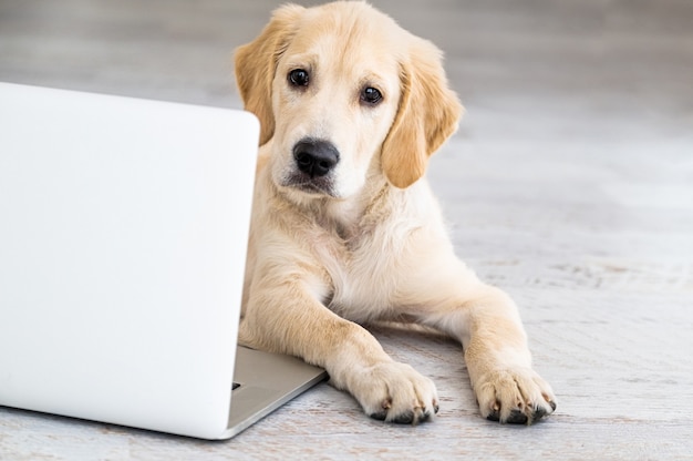 Cute dog near laptop