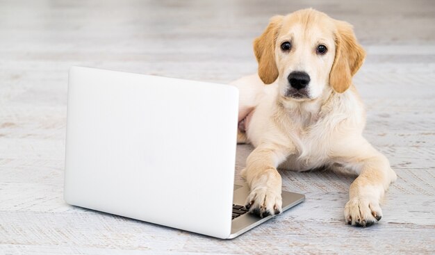 Cute dog near laptop