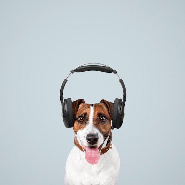 Cute dog in noise cancelling headphones