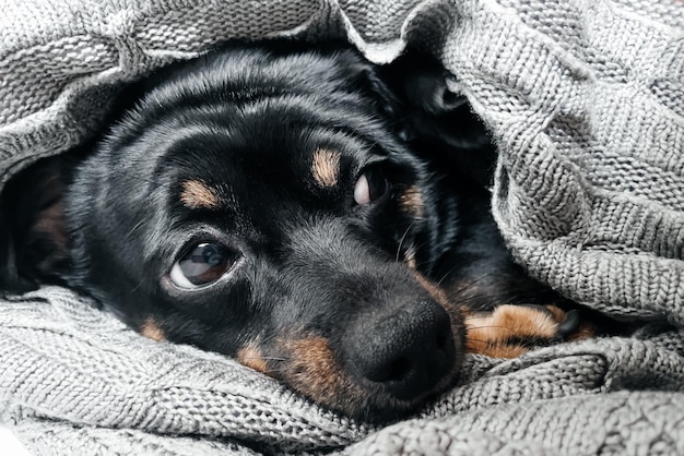 Cute dog in a plaid looking at the camera