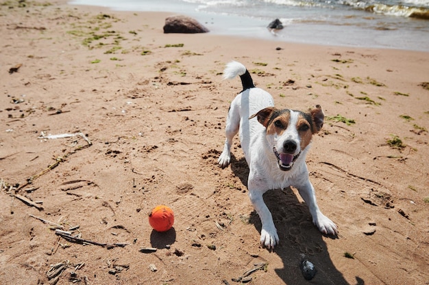 Cute dog playing with a ball on the beach on a sunny day