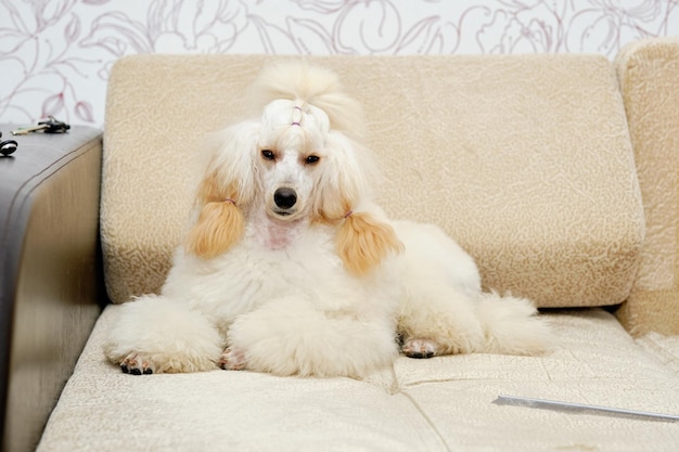 Cute dog poodle of modern color is resting in the living room on the sofa