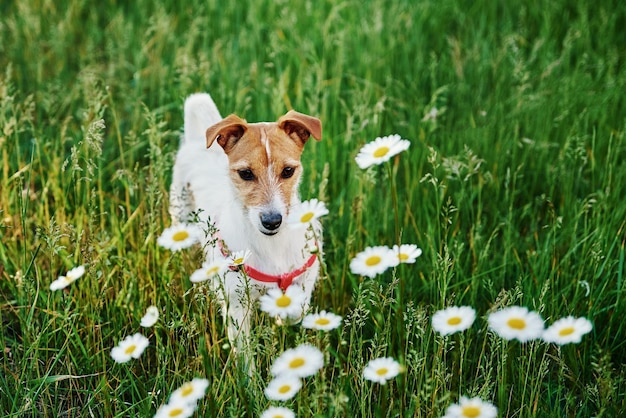 Cute dog portrait on summer meadow with green grass