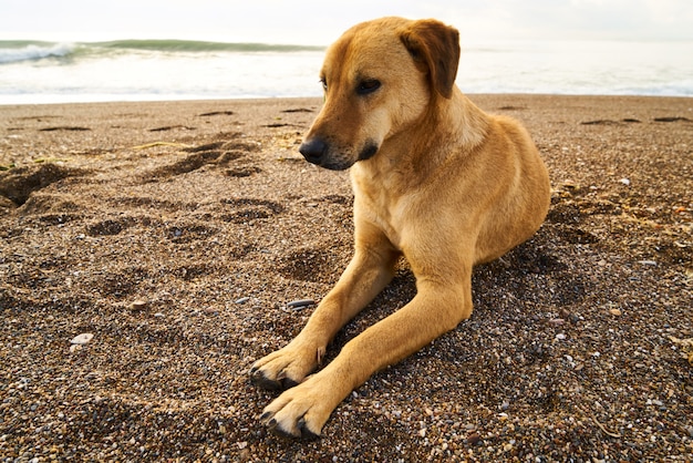 Cute Dog Portrait