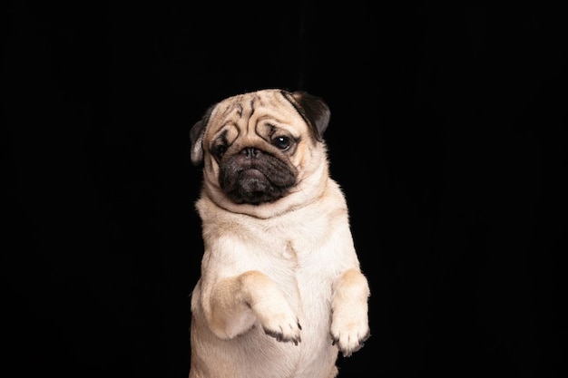 Photo cute dog pug breed standing looking camera