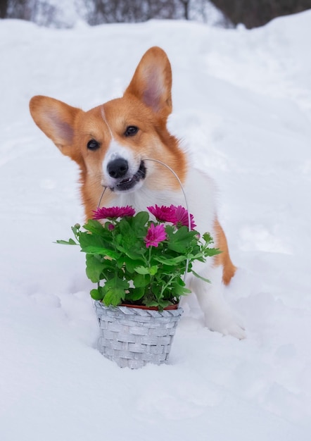 Cute dog red welsh corgi pembroke holds in the mouth a basket of flowers on the snow