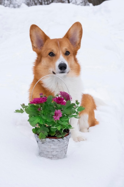 Cute dog red welsh corgi pembroke with basket of flowers on the snow