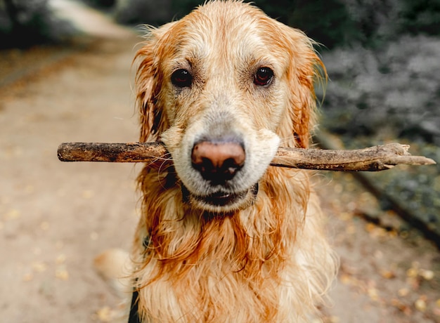 Cute dog running with stick