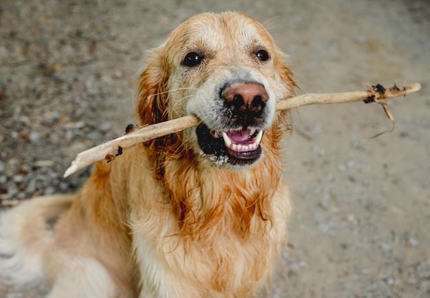 Cute dog running with stick