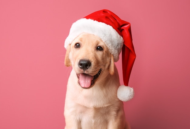 Cute dog in Santa Claus hat