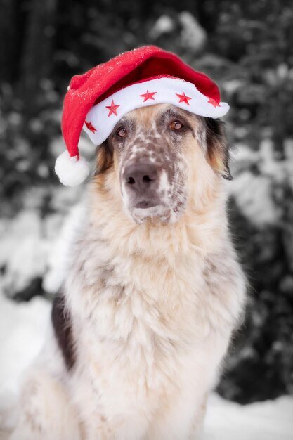 Photo cute dog in santa hat merry christmas concept