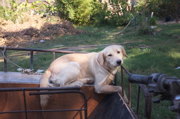 Cute dog on a sidecar motorcycle.