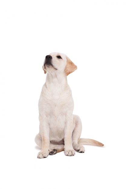 Cute dog sitting alone and looking up