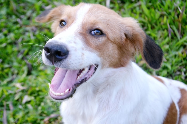 cute dog smile 