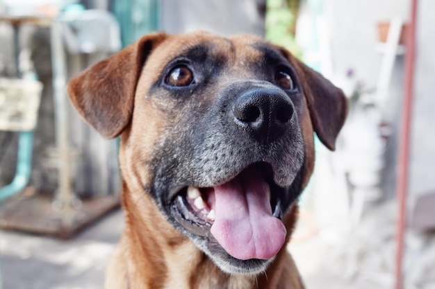 Cute dog smiling