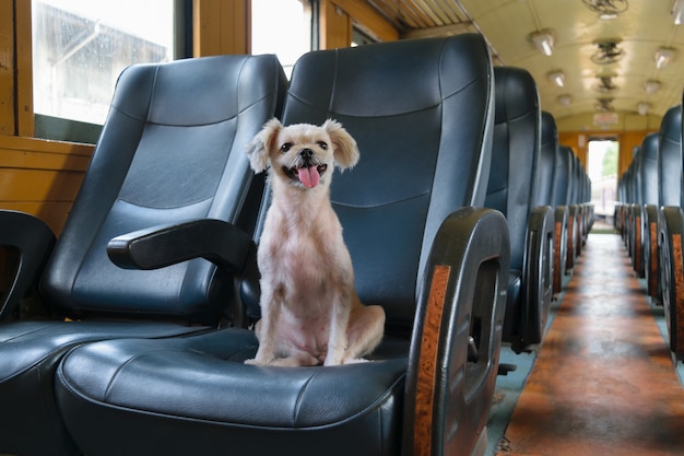 The cute Dog on the train