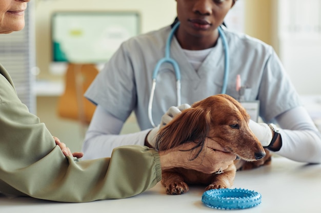 Cute Dog in Vet Clinic