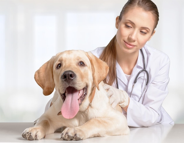 Cute dog at the vet getting a checkup