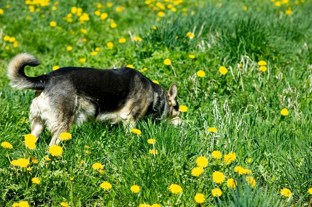 cute dog on a walk in flowers in summer