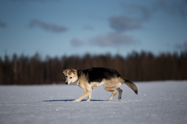 Cute dog at walk at nature in winter field.