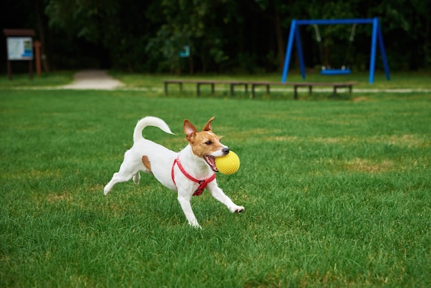 Cute dog walking at green grass playing with toy ball