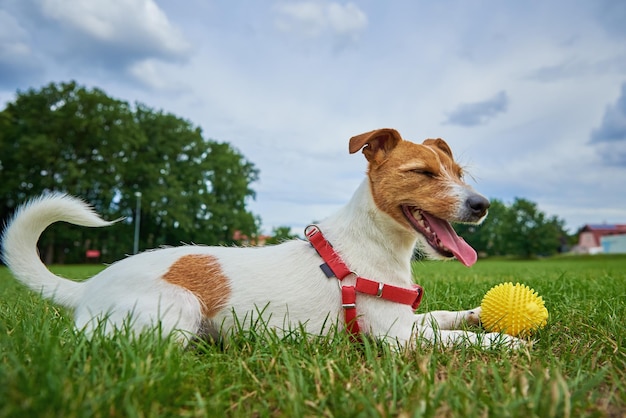 Cute dog walking at green grass playing with toy ball