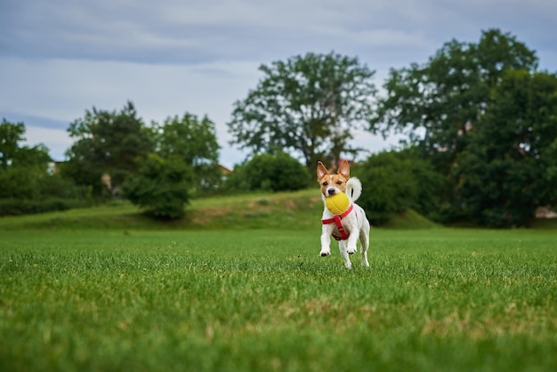 Photo cute dog walking at green grass playing with toy ball