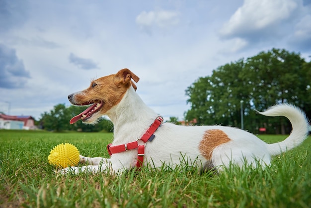 Cute dog walking at green grass playing with toy ball