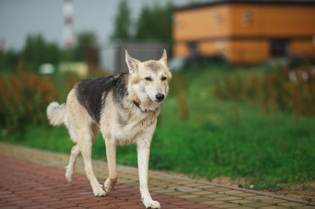 Cute dog walking on sidewalk