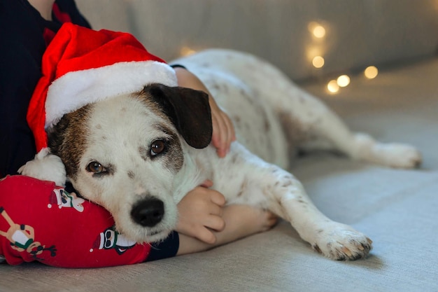 Cute dog wearing santa hat on christmas eve looking tired after celebrating