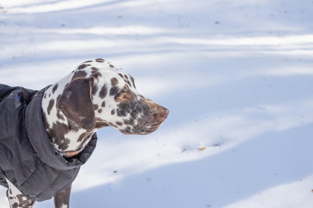 Cute dog in a winter jacket in a snowy forestbeautiful Dlmatian walksin warm coat through the winter snow forest on sunny dayPets and sports in nature winter season