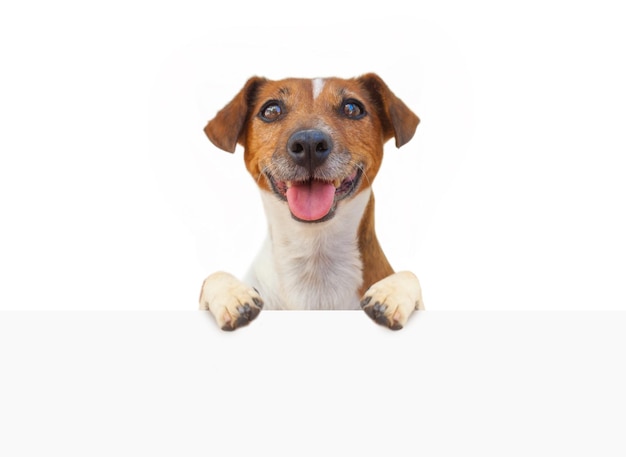 Cute dog with empty white banner signboard isolated on white background