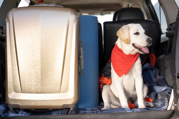 Cute dog with red bandana sitting in the car