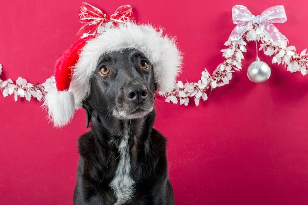 Cute dog with santa claus hat with christmas decoration