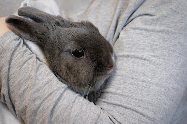 Cute domestic animal pet Small gray dwarf rabbit