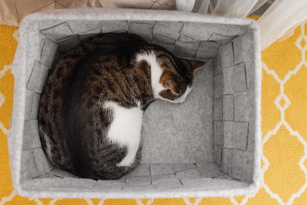 Cute domestic cat sleeping in cozy gray felt storage basket fall or winter season