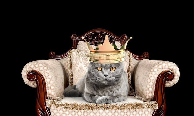 A cute domestic cat wearing kings crown sitting on a chair