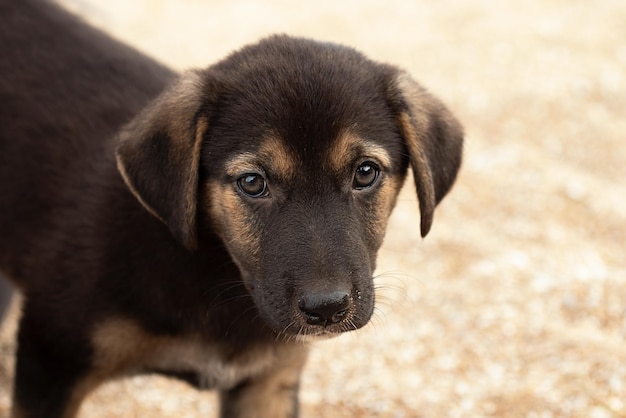 Cute not domestic puppy on the beachcloseup photography