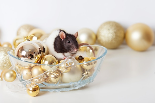 Cute domestic rat on golden christmas balls