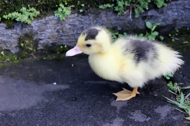 Cute duckling cute baby duck