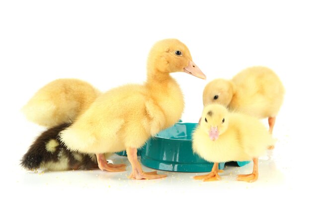 Cute ducklings with drinking bowl isolated on white