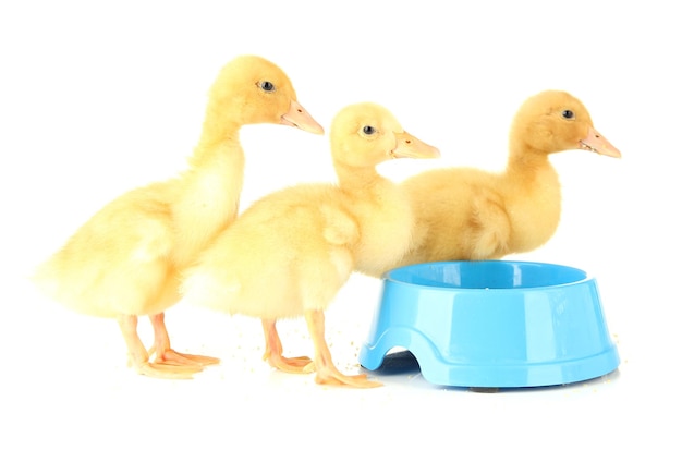 Cute ducklings with drinking bowl isolated on white