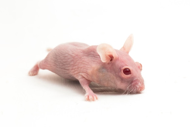 Cute dwarf Hairless hamster isolated on white background