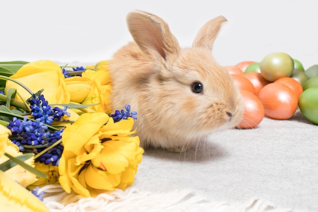 A cute Easter rabbit with painted eggs and spring flowers